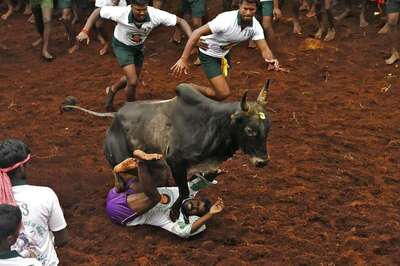 Centre Withdraws 2016 Jallikattu Order, Pending Case To Fall Apart in SC
