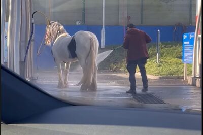 Man Takes Horse For Spa Day At Local Carwash, We Are Not Joking