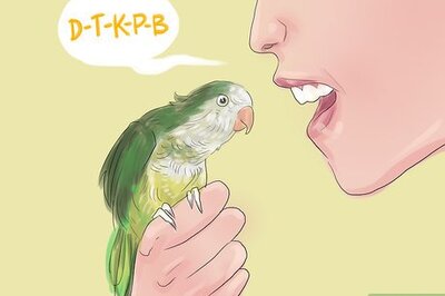 How to Teach Parakeets to Talk