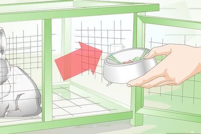 How to Clean a Rabbit Cage