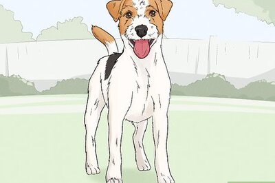 How to Identify a Parson Russell Terrier