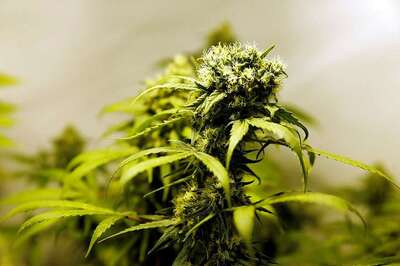 There's More Evidence that Cannabis Use in Adolescence Affects Cognitive Development