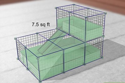 How to Set Up a Guinea Pig Cage