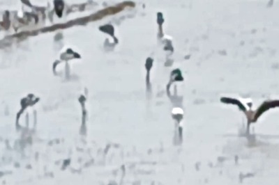 In Bihar's Darbhanga, Locals Protect Migratory Birds From Hunters