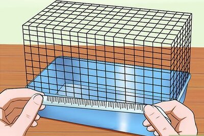 How to Take Care of a Female Guinea Pig With Babies