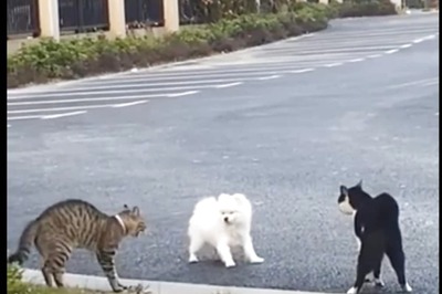 Cats' Aggressive Behaviour Scares Pup Away; Internet Calls Them 'Mean’