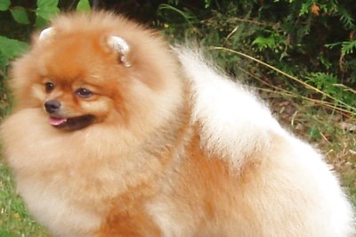 Case Against Kerala Man For Killing Relative's Pet Dog