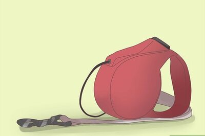 How to Walk Two Dogs on Leashes