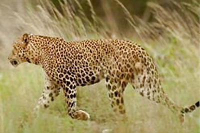 Uttarakhand: Woman killed by leopard in Pauri