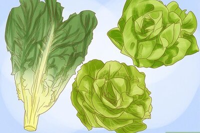 How to Grow Hydroponic Lettuce
