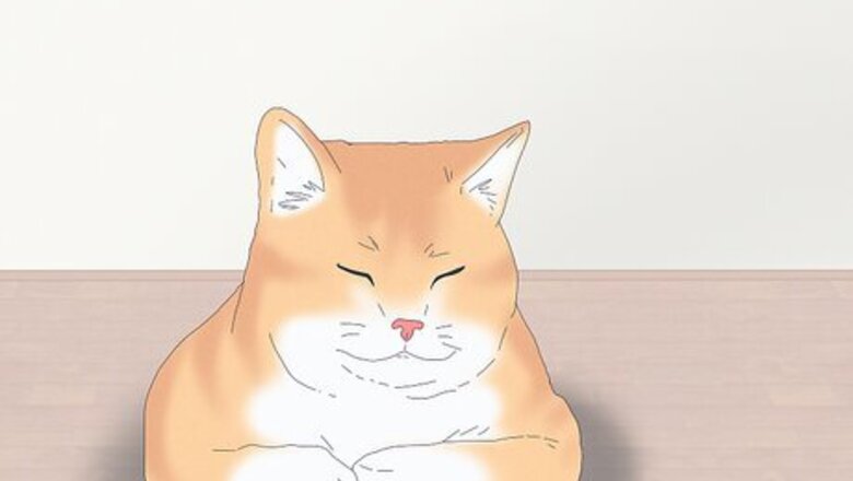 14 Ways Cats Show Love & Affection