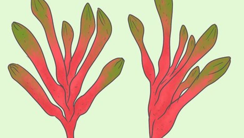How to Dry Kangaroo Paws