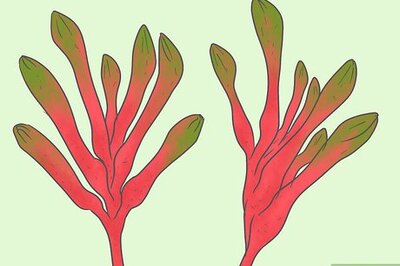 How to Dry Kangaroo Paws