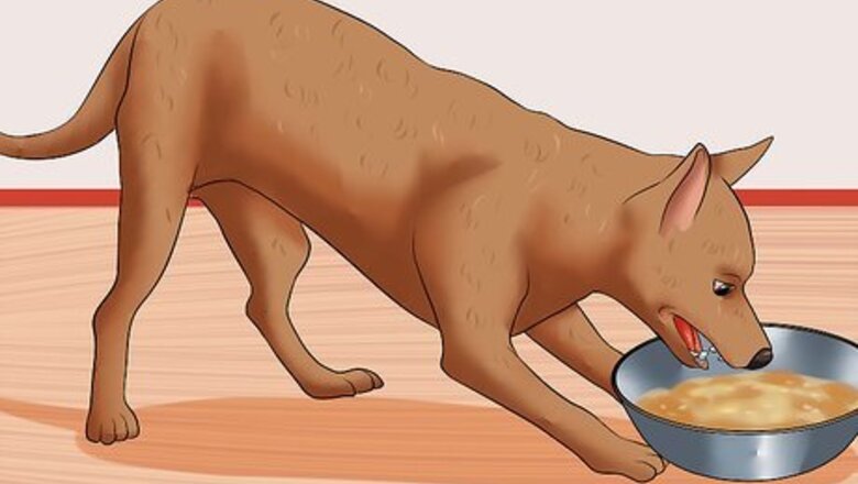 How to Prevent Hypoglycemia in Dogs
