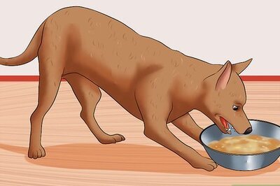 How to Prevent Hypoglycemia in Dogs