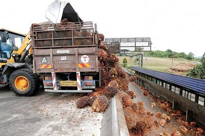 India Resumes Purchases of Malaysian Palm Oil: Traders