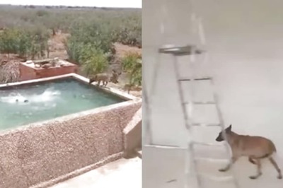 Watch: Dog Saves Owner Pretending To Drown In Swimming Pool