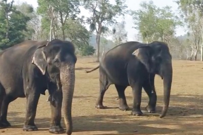 55 Years Of Friendship: Heartfelt Story Of Elephants Bhama And Kamatchi Is Trending