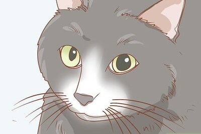 Anisocoria in Cats: Symptoms, Causes & Treatment