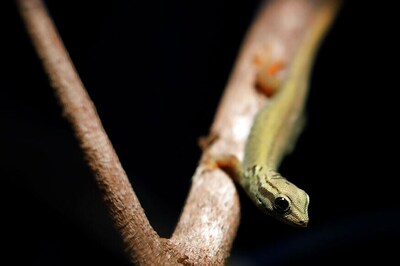 Sting in The Tale: Naming of Sri Lankan Geckos Sparks Uproar in parliament