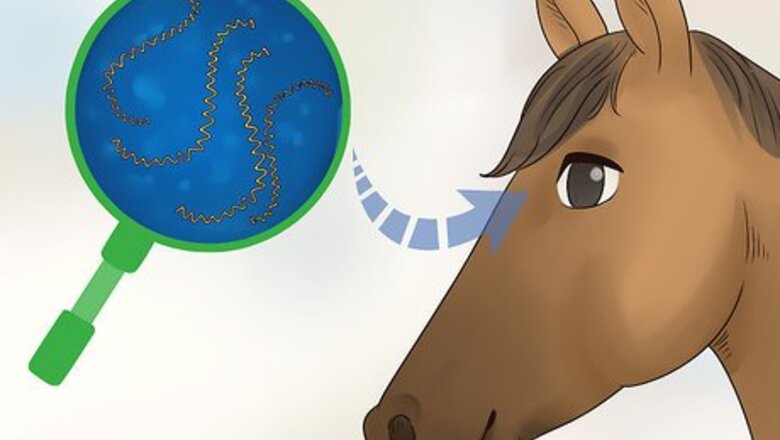 How to Handle Moon Blindness in Horses