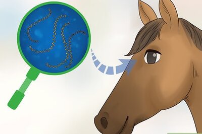 How to Handle Moon Blindness in Horses