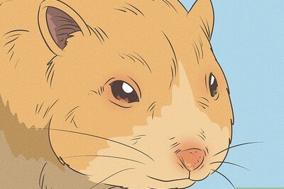 How to Diagnose Hamster Respiratory Illnesses