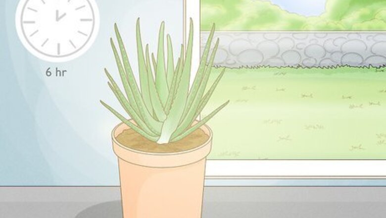 Aloe Vera Plant Care: How to Help Your Plant Thrive