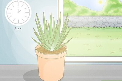 Aloe Vera Plant Care: How to Help Your Plant Thrive