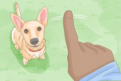 How to Stop a Dog from Humping