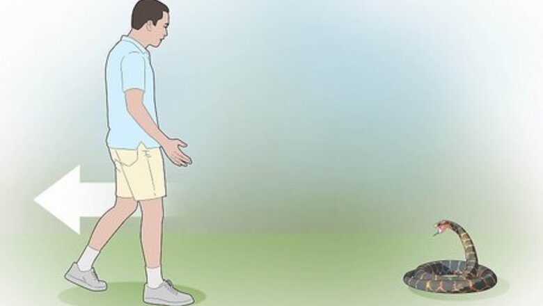 How to Survive Being Bitten by a Venomous Snake
