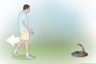 How to Survive Being Bitten by a Venomous Snake