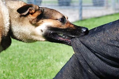 On Camera, Dog Attacks Elderly Woman. Viewers Demand Action Against Owners