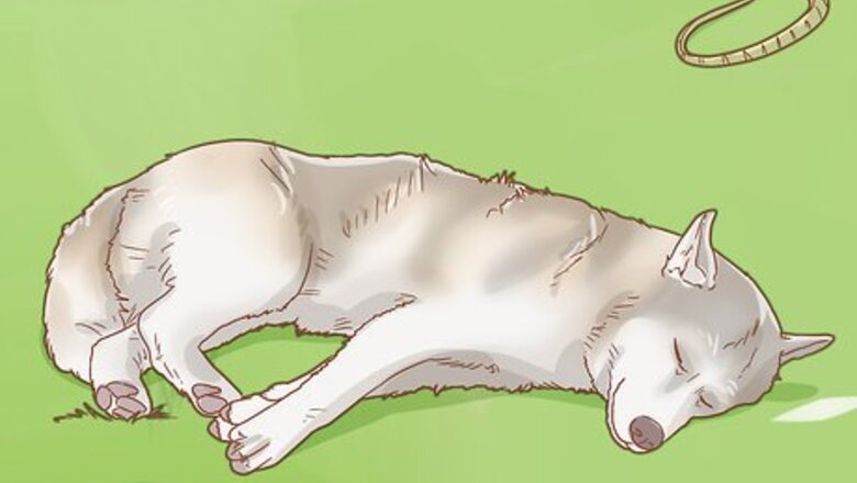 How to Treat a Dog for Snakebite in Australia