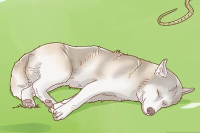 How to Treat a Dog for Snakebite in Australia