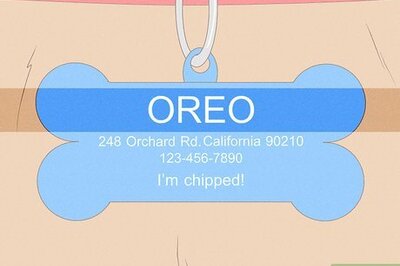 What to Put on a Dog Tag