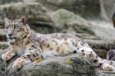718 Snow Leopards Inhabit India, Reveals First-Ever Scientific Estimate, Ladakh & Himachal's Spiti Record Highest Density