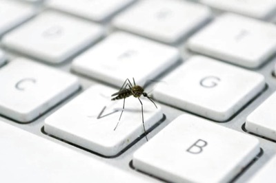 Is The Mosquito Typing For Real? This Viral Post Claims So