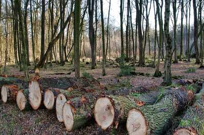 Opinion | ‘Greening’ of Trade Laws or Gaming the Rules of Trade?