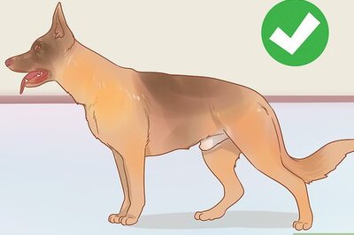 How to Know if a Male Dog Is Fertile