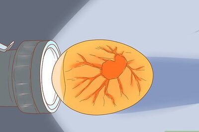 How to Tell if a Bird Egg Is Infertile