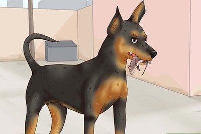 How to Care for a Miniature Pinscher