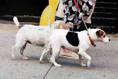 Pets Can Be Taken Outside for Walks During Covid-19 Lockdown, Maharashtra Govt Tells Bombay HC