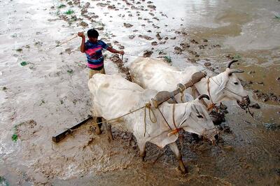 CCEA May Approve Hike in Paddy MSP Tomorrow by Rs 200 per Quintal