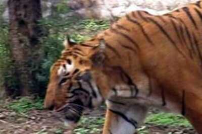 Man-eating tiger on prowl wanted live, not dead