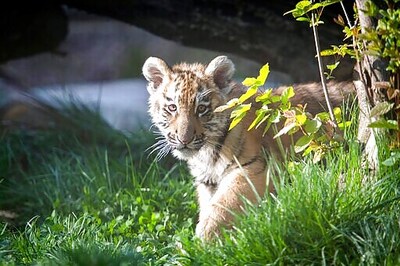 Endangered Tiger Cubs Make First Public Appearances At Zoo