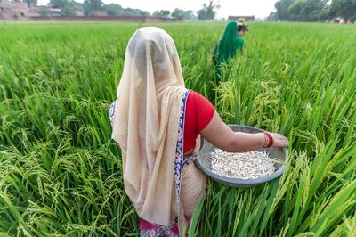 Punjab Leads States in Centre’s Paddy Procurement in Current Kharif Season: Govt Data