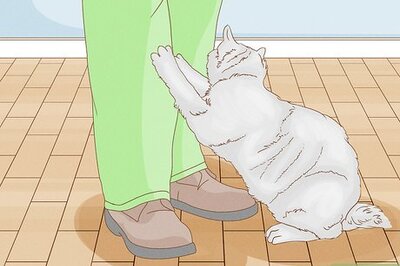 How to Tell if Your Cat Wants Another Cat