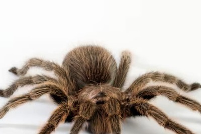 In Ecuadorian Mountains, Scientists Discover Terrifying Satan Tarantula With Eight Eyes
