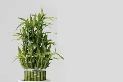 No Direct Sunlight To Liquid Fertiliser, 7 Tips To Protect Bamboo Plants At Home